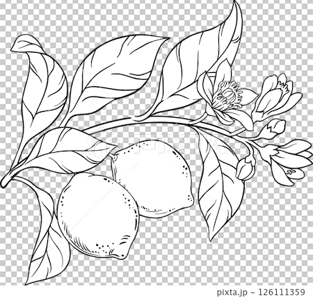 Lime Branch with Flowers, Fruits and Leaves Outline Illustration. 126111359