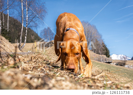 A Vizsla dog runs forward with an alert expression in a natural setting. Bare birch trees, grassy terrain, a wooden fence, and mountains are visible. 126111738