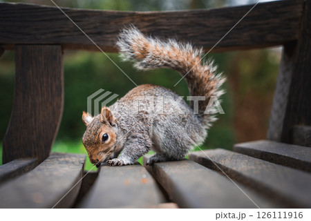 A gray squirrel sits on a wooden bench with its bushy tail raised, nose near the surface. The blurred green background suggests a park or natural area. 126111916