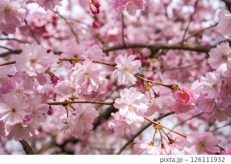 A detailed view of pink cherry blossoms with delicate petals and buds. The blurred background highlights additional blossoms in a serene spring setting. 126111932