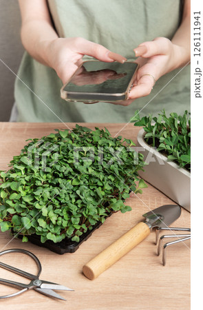 Woman taking photo of microgreens with smartphone, home gardening and healthy lifestyle Woman taking photo of microgreens with smartphone, home gardening and healthy lifestyle 126111941