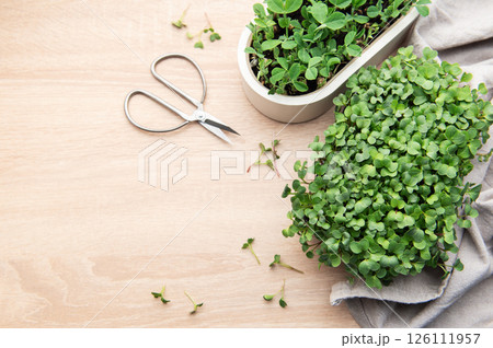 Microgreens growing kit with scissors on wooden table for healthy eating 126111957