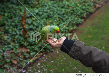 A green parakeet with a red beak perches on a person's hand, eating nuts. The person wears a green jacket, surrounded by foliage and grassy areas in a park. 126112126