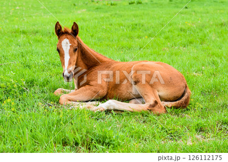 Foal lies alone on green grass and looks at camera. Peaceful spring moment in the countryside with young horse resting in rural field. 126112175