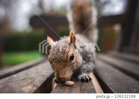 A squirrel with detailed fur texture nibbles food atop a wooden bench. The blurred greenery in the background suggests an outdoor park setting in London. 126112189