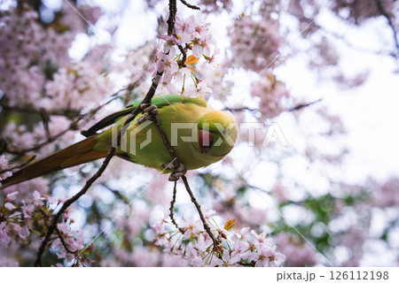 A green parakeet with a red beak sits on a branch of a cherry blossom tree in full bloom, surrounded by delicate pink flowers in a London park. A green parakeet with a red beak sits on a branch of a cherry blossom tree in full bloom, surrounded by delicate pink flowers in a London park. 126112198