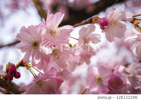 Delicate pink cherry blossoms in full bloom with sunlight filtering through petals. Blurred background emphasizes vibrant flowers and intricate details. 126112206