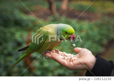 A vibrant green parakeet with a red beak perches on a hand, eating seeds. The background shows blurred trees and foliage in a lush London park setting. A vibrant green parakeet with a red beak perches on a hand, eating seeds. The background shows blurred trees and foliage in a lush London park setting. 126112210