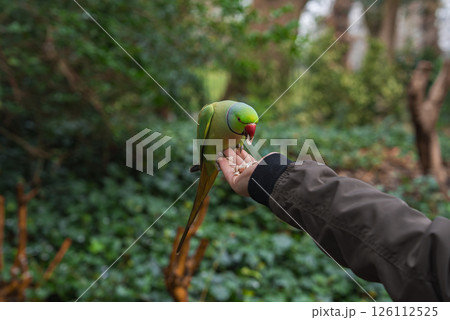 A green parakeet with a red beak perches on a hand, feeding on seeds. Dense foliage and tree trunks in the background suggest a natural park in London. A green parakeet with a red beak perches on a hand, feeding on seeds. Dense foliage and tree trunks in the background suggest a natural park in London. 126112525
