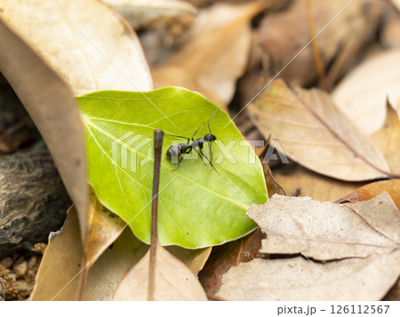 落葉の上を歩くクロオオアリ 126112567