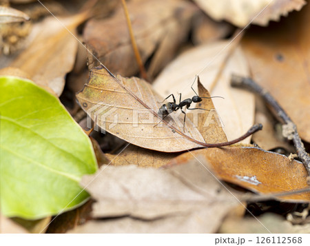 落葉の上を歩くクロオオアリ 126112568