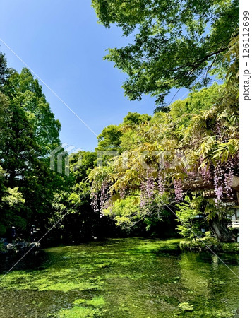 風に揺れる藤の花と透明感のある水面 風に揺れる藤の花と透明感のある水面 126112699