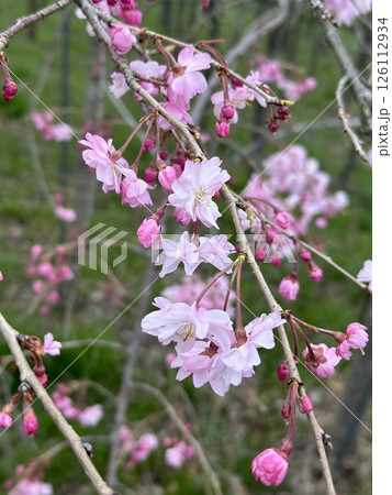 春の近隣公園に咲いた花 126112934