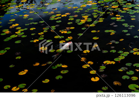 晩秋の色付いた睡蓮の葉と鯉の優雅な姿を撮影 126113096