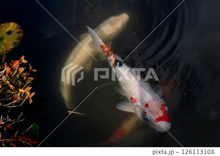 晩秋の色付いた睡蓮の葉と鯉の優雅な姿を撮影 126113108