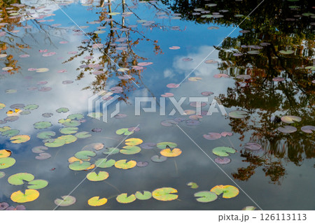 晩秋の色付いた睡蓮の葉と鯉の優雅な姿を撮影 晩秋の色付いた睡蓮の葉と鯉の優雅な姿を撮影 126113113