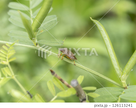 野原のクサギカメムシ 126113241