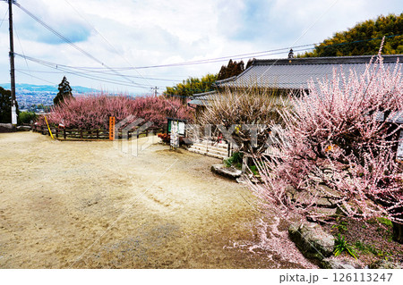 春2月開花した県指定天然記念物大牟田普光寺臥龍梅と飛梅 春2月開花した県指定天然記念物大牟田普光寺臥龍梅と飛梅 126113247