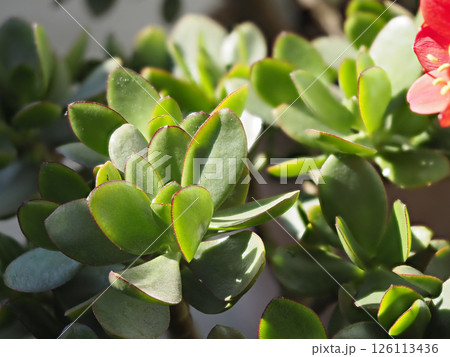 鮮やかな新緑の金のなる木の葉 126113436