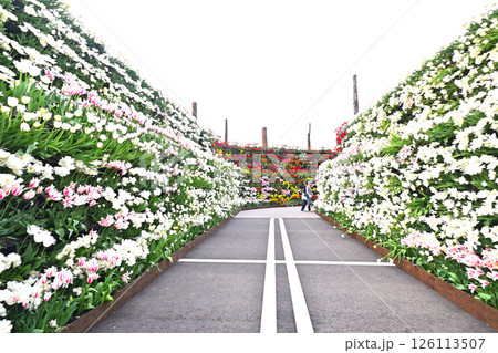 となみチューリップフェア　花の大谷 126113507