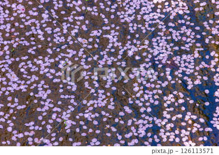 水面に浮かぶ桜の花びら 126113571