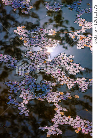 水面に浮かぶ桜の花びら 126113575