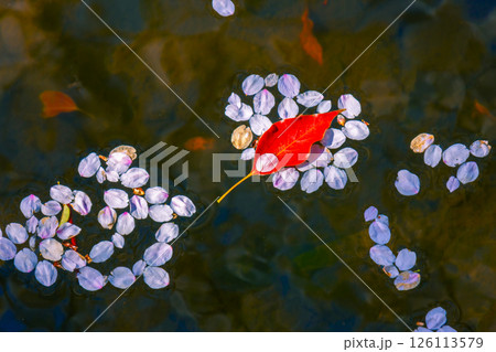 水面に浮かぶ桜の花びら 126113579