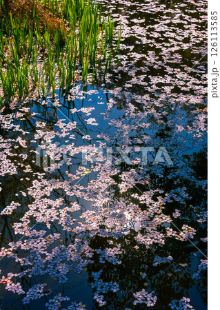 水面に浮かぶ桜の花びら 水面に浮かぶ桜の花びら 126113585