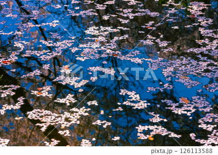 水面に浮かぶ桜の花びら 126113588