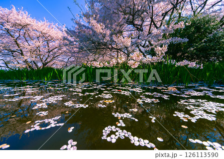 水面に浮かぶ桜の花びら 126113590