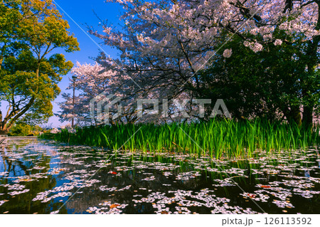 水面に浮かぶ桜の花びら 水面に浮かぶ桜の花びら 126113592