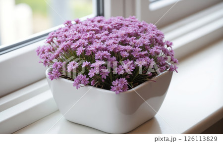 Aubrieta (Aubrieta deltoidea) Low-growing plant with vivid purple or violet flowers, displayed in a shallow ceramic pot, often placed 126113829