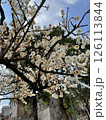 春、桜越しに見える空 126113844