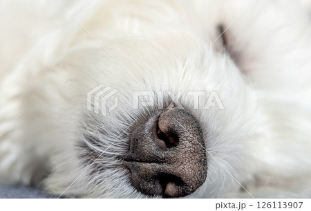 ウエストハイランドホワイトテリアの爆睡中のアップ顔 126113907
