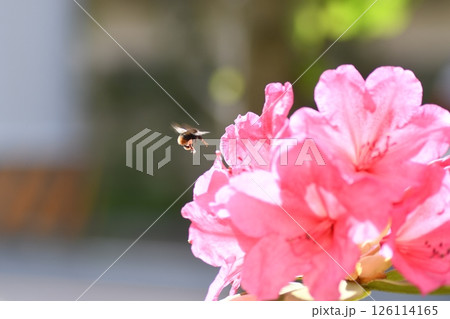 トウヤマツツジの蜜を吸うマルハナバチ　鎌倉市内 126114165