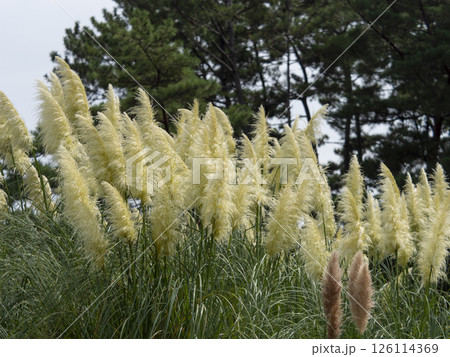 穂を付けたシロガネヨシ 126114369