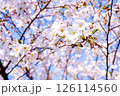 満開の桜 126114560