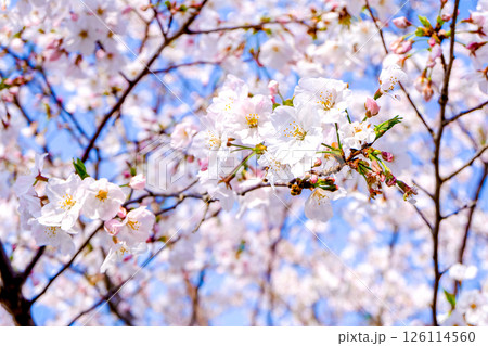 満開の桜 満開の桜 126114560