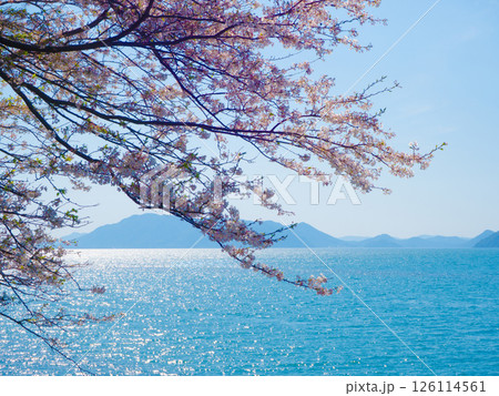 桜彩る美しい海 桜彩る美しい海 126114561