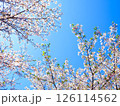 青空に映える桜 126114562
