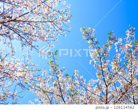 青空に映える桜 青空に映える桜 126114562