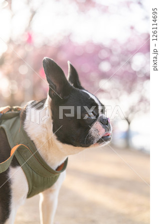 【春】ボストン・テリア【桜】 【春】ボストン・テリア【桜】 126114695