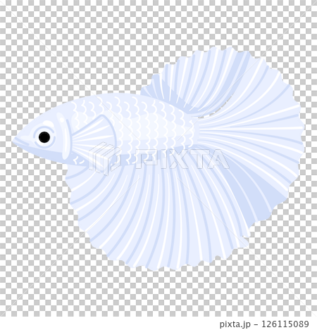 ベタのイラスト 126115089