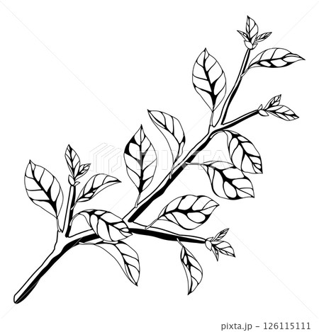 Illustration of branch with leaves. Spring or summer stylized foliage. 126115111