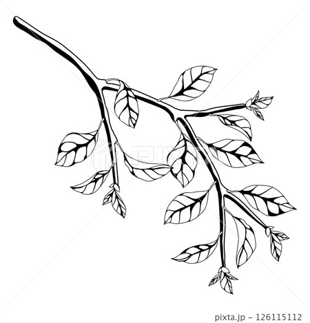 Illustration of branch with leaves. Spring or summer stylized foliage. 126115112