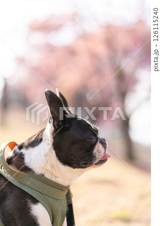 【春】ボストン・テリア【桜】 126115240