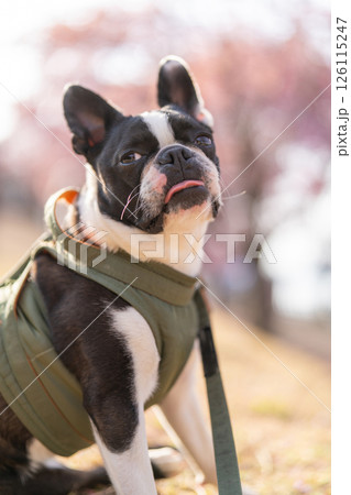 【春】ボストン・テリア【桜】 【春】ボストン・テリア【桜】 126115247