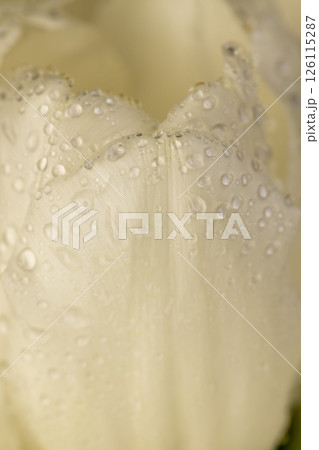tulip covered with water droplets, wet and beautiful white tulip , close up, side view tulip covered with water droplets, wet and beautiful white tulip , close up, side view 126115287