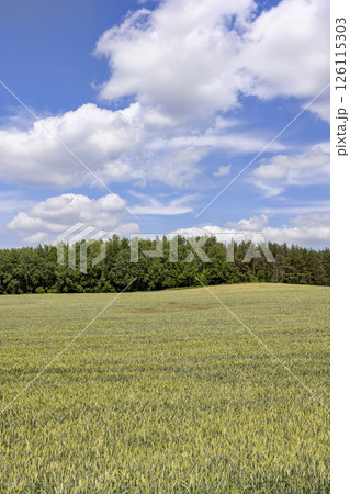 wheat ears in the field in the summer 126115303