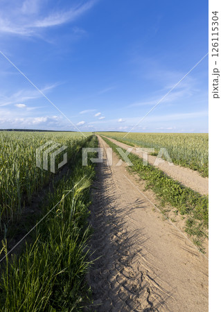 a narrow road for agricultural machinery in a field with cereals 126115304